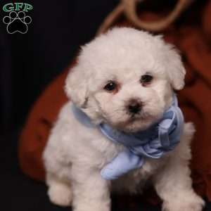 Jagger, Bichon Frise Puppy